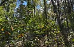 Balsam Dr, Newland, NC 28657
