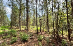 Cr 660, Quitman, MS 39355