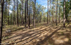 15 County Road 2083, Alpine, AZ 85920