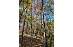 501 HWY 82, EUFAULA, AL 36027