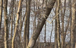 Rockcastle Shores lot: 33 C -1, Cadiz, KY 42211