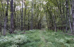 Hwy 7, Holcomb, MS 38940