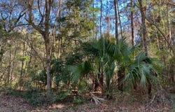River Blf Drive, FL 32046