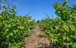 2080 Ohara Ave, Oakley, CA 94561