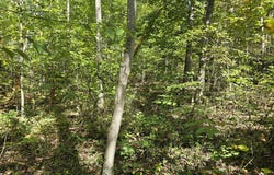 POORHOUSE RD, MADISON, VA 22727