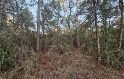 ROSEHILL Drive, WEBSTER, FL 33597