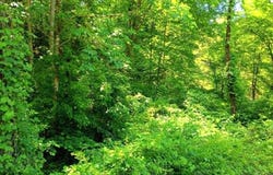 9025 Conner Rd, Powell, TN 37849