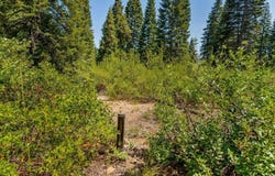 2-D-31 Snowline Circle, McCloud, CA 96057