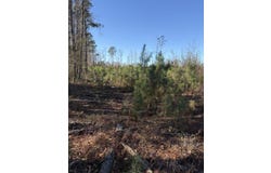 Vincent Rd, Mullins, SC 29574