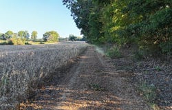 Biffle Road, Newbern, TN 38059