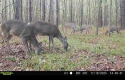 6 Forest Service Road 562, Pulaski, MS 39152