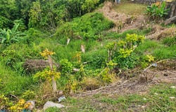 Vega Alta, Vega Alta, PR 00692