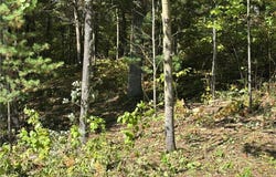 704 5th Street, Walker, MN 56484