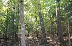 JEB ROAD lot: 38, Flippin, AR 72634