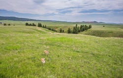 Redwing Lane, Sundance, WY 82729