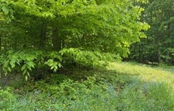 Co. Rd 98, McMillan, MI 49853