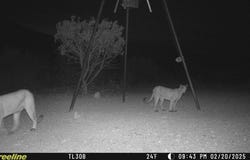 Hwy 349S, Sanderson, TX 79848