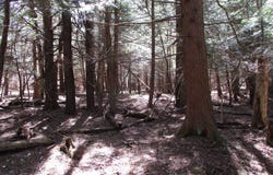 off Bingham Road, Cyclone, PA 16726