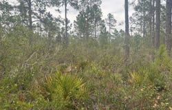 Old Grade Road, FL 33868