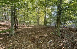 389 Shady Pine Lane, Newcomb, TN 37819