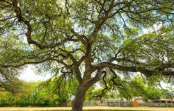 137 Kitty Hawk, Universal City, TX 78148