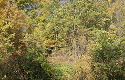 R-5 13-A Norton Hill Road, Strong, ME 04983