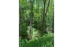 Belfield Rd lot: 2, Freeman, VA 23856