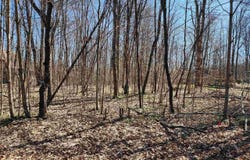 VL Cliffmont Drive, Mancelona, MI 49659