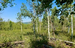 10775 E TANGLEWOOD Dr, Heber City, UT 84032