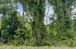 MAPLEWOOD ROAD lot: 1, Jasper, FL 32052