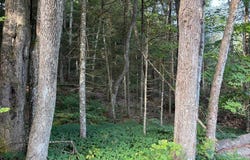 Harvey Bridge Rd, Cold Brook, NY 13324