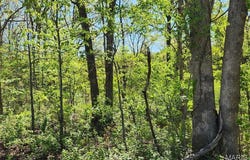 3906 Red Bud Drive, Catawissa, MO 63015