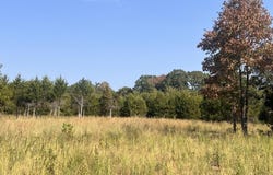 Moore Road, Mountain Grove, MO 65711