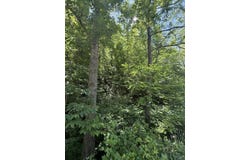 middle branch, McDowell, KY 41647