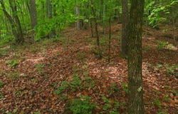 Laurel Lane, Clayton, GA 30525