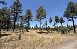 854 E PINE MEADOW Lane, Show Low, AZ 85901