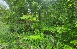 Lakeview Trail, HOLLADAY, TN 38341