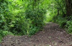 Zanja, Camuy, PR 00627