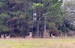 CR 204, Centerville, TX 75833