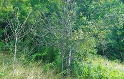 Split Pine Cove, Clyde, NC 28721