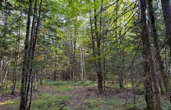 County Road Y, Aniwa, WI 54408