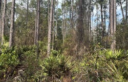Old Grade Road, FL 33868