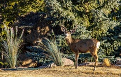6917 Timbers Dr, Evergreen, CO 80439