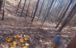 Hulsey Trail, Canton, GA 30114