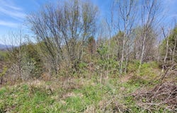 Blue Grass Road, Roan Mountain, TN 37687