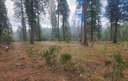 Waterleaf Lane, Shingletown, CA 96088