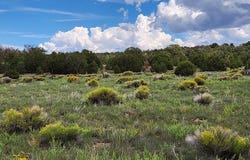 121 Warpath Rd, Quemado, NM 87829
