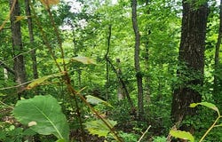 ID19 Lakeview Trail, HOLLADAY, TN 38341