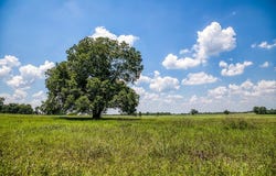 000 Egypt Lane, Washington, TX 77880