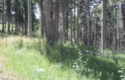 Pleasant Meadow lot: 9, Black Lake, NM 87710-0000